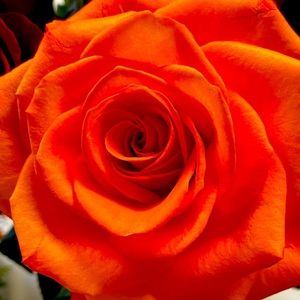 Meet your Posher, Stacey